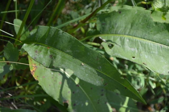 Bistorta officinalis